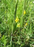 Silene roemeri