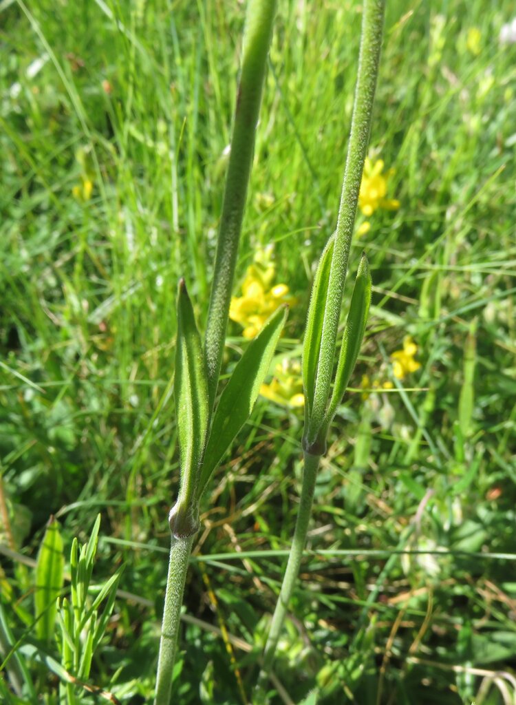 Изображение особи Silene roemeri.