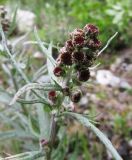 Artemisia tilesii. Верхушка растения с соцветиями. Коми, Интинский р-н, нац. парк \"Югыд Ва\", Приполярный Урал, бассейн р. Пелингичей, долина руч. Южный, зарастающая техногенная площадка. 17.07.2010.