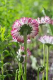 View full-size image Bellis perennis