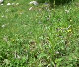 View full-size image Cynoglossum officinale