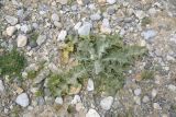 View full-size image Onopordum acanthium