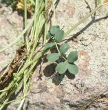 Смотреть изображение Securigera balansae