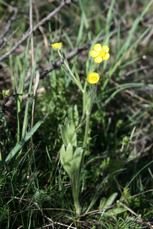 Image of Ranunculus paucidentatus specimen.