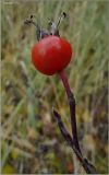 Rosa cinnamomea