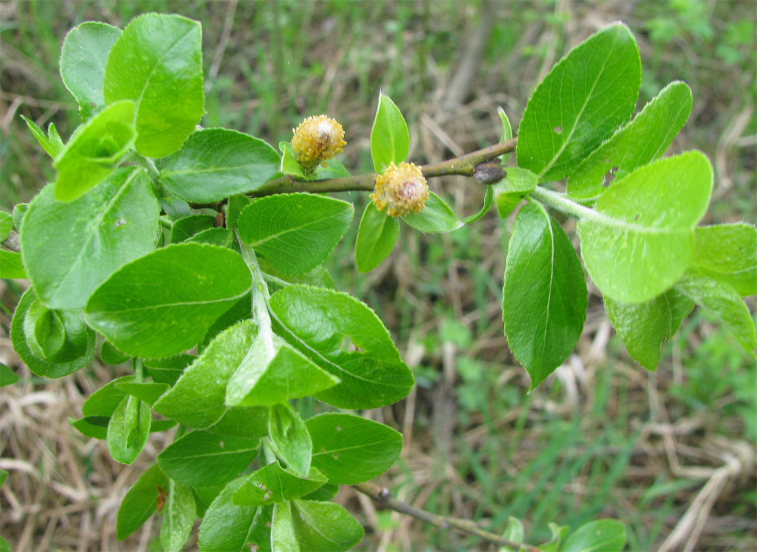 Image of Salix phylicifolia specimen.