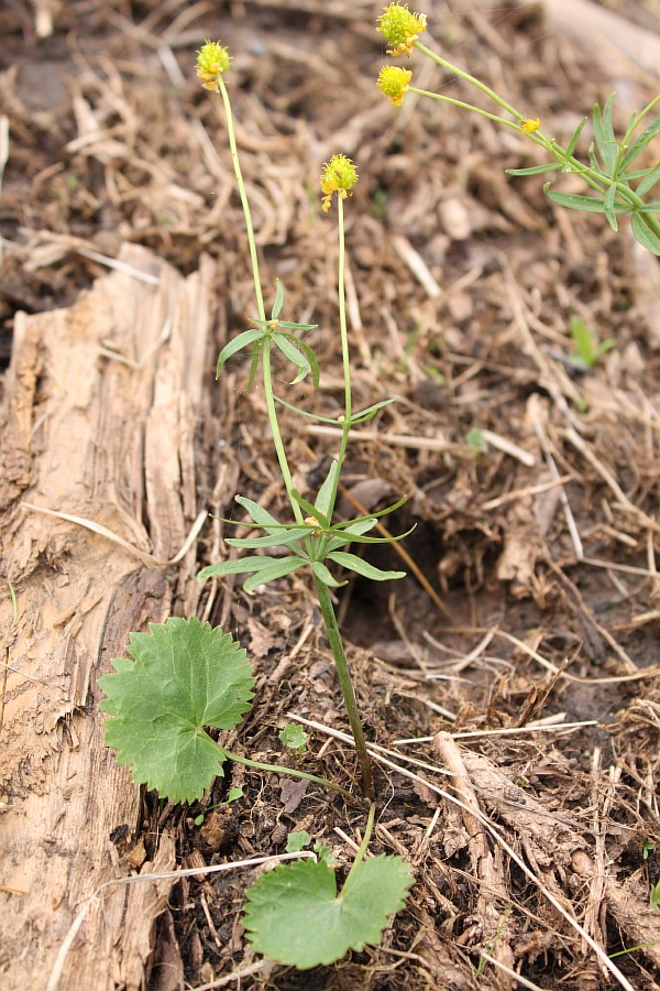 Image of Ranunculus monophyllus specimen.