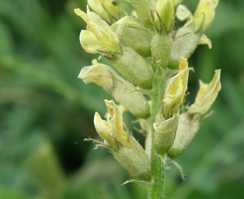 Image of Astragalus cicer specimen.