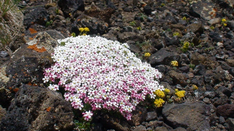 Image of Androsace barbulata specimen.