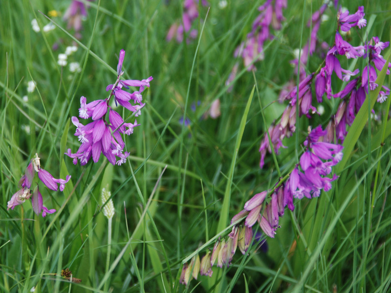 Изображение особи Polygala major.