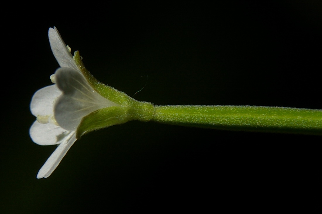 Image of Epilobium lanceolatum specimen.