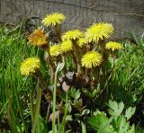 Tussilago farfara