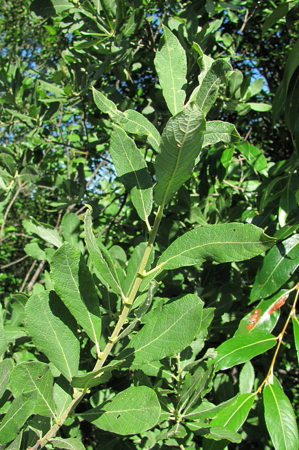 Image of Salix cinerea specimen.