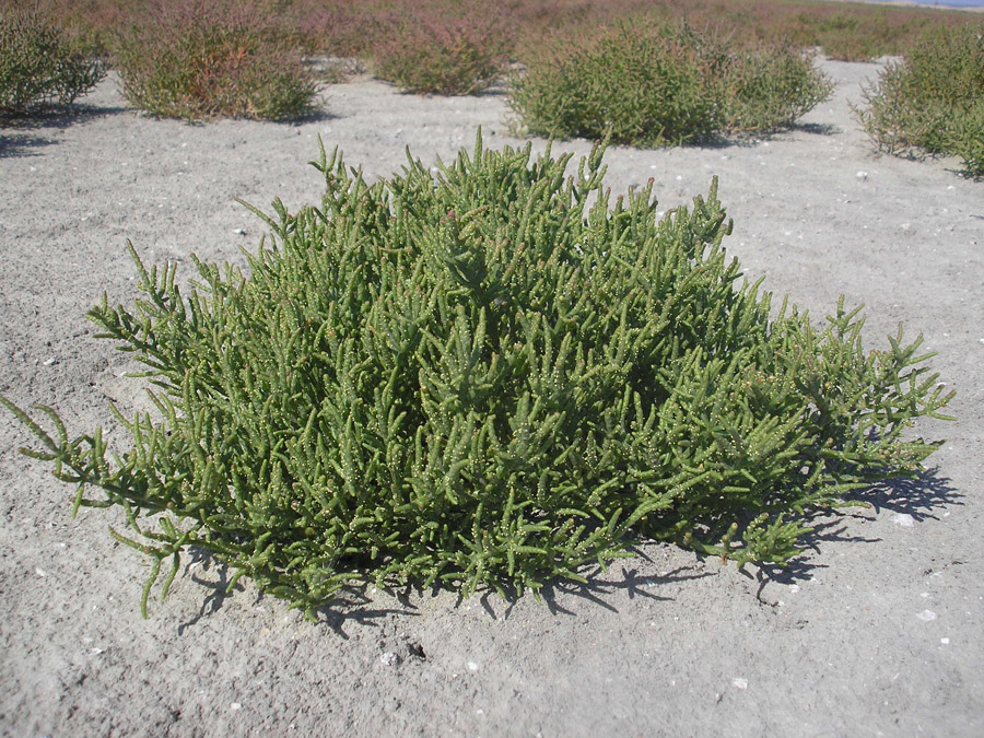 Изображение особи Salicornia perennans.