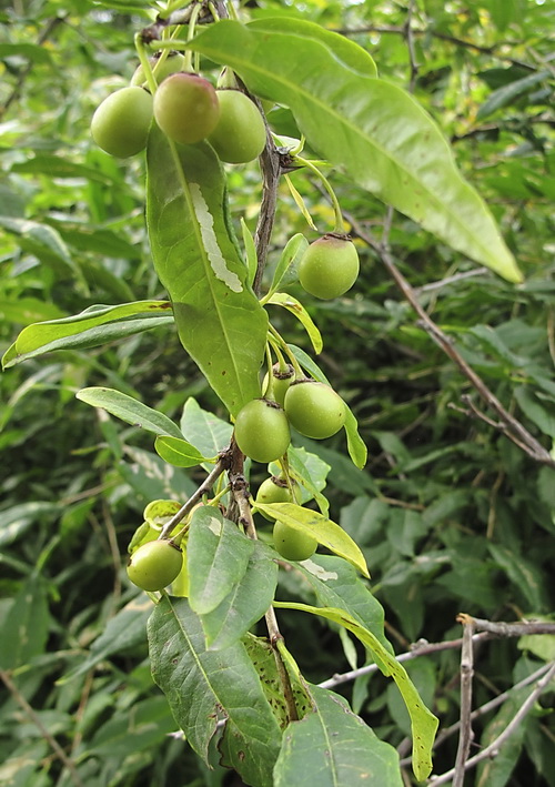 Изображение особи Prinsepia sinensis.