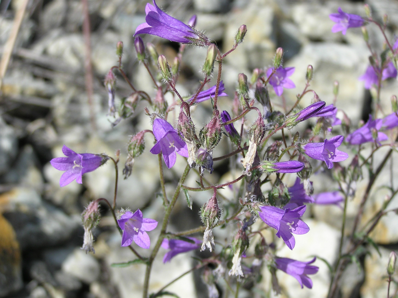 Изображение особи Campanula sibirica.