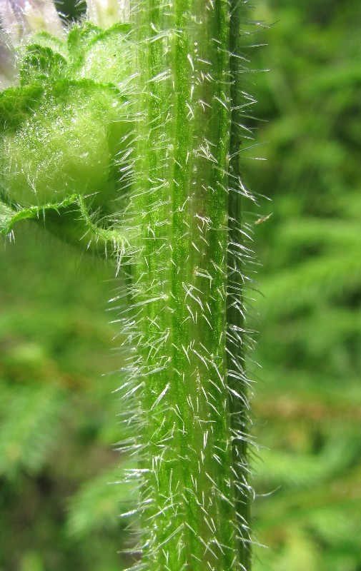 Image of Campanula cervicaria specimen.