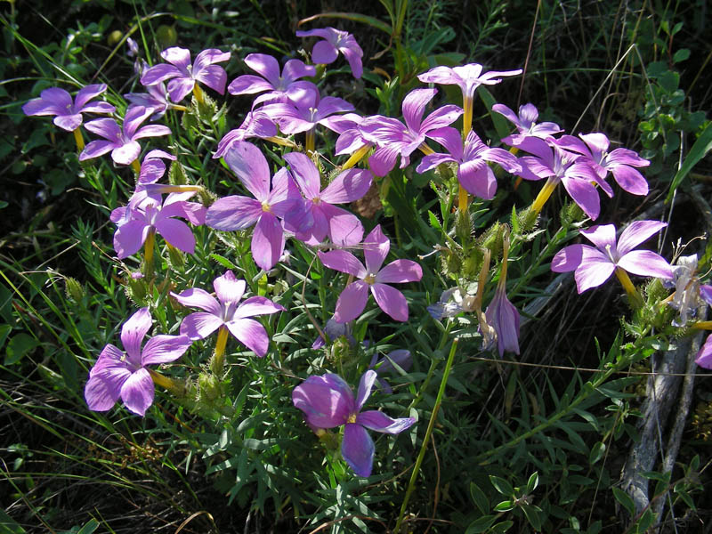 Image of Linum olgae specimen.