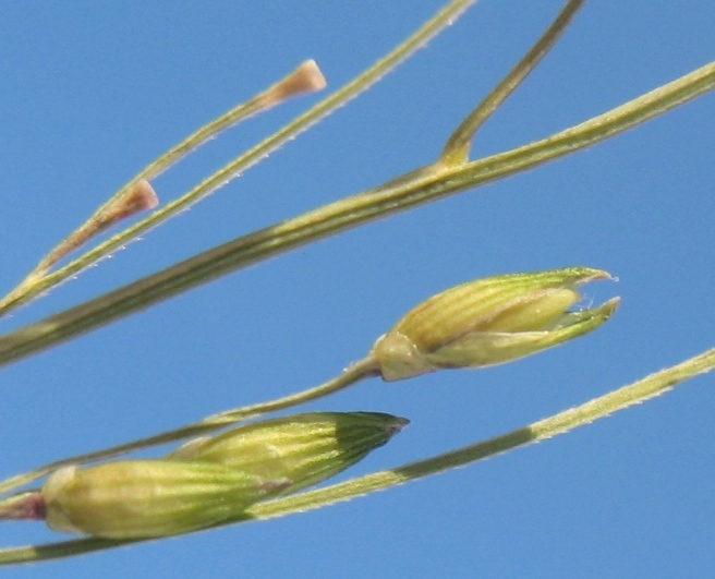 Изображение особи Panicum dichotomiflorum.