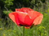 Papaver rhoeas. Цветок с сидящим кузнечиком. Украина, Днепропетровская обл., Петриковский р-н, пгт Куриловка, луг в пойме Днепра. 29.05.2011.