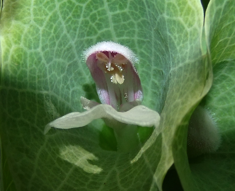 Image of Moluccella laevis specimen.