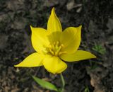 Tulipa biebersteiniana