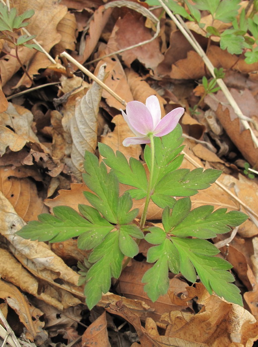 Image of Anemone amurensis specimen.