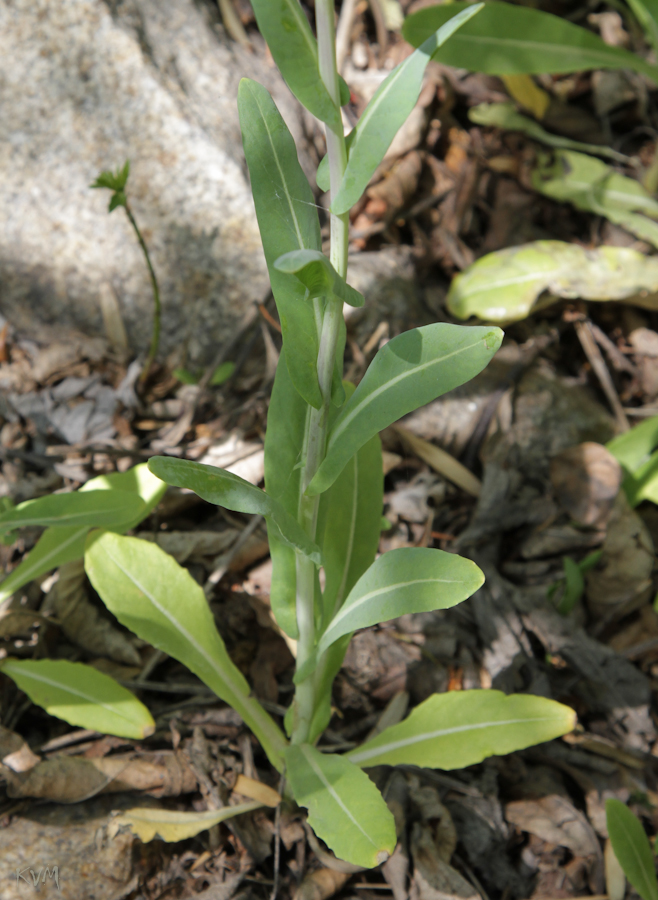 Image of Isatis costata specimen.