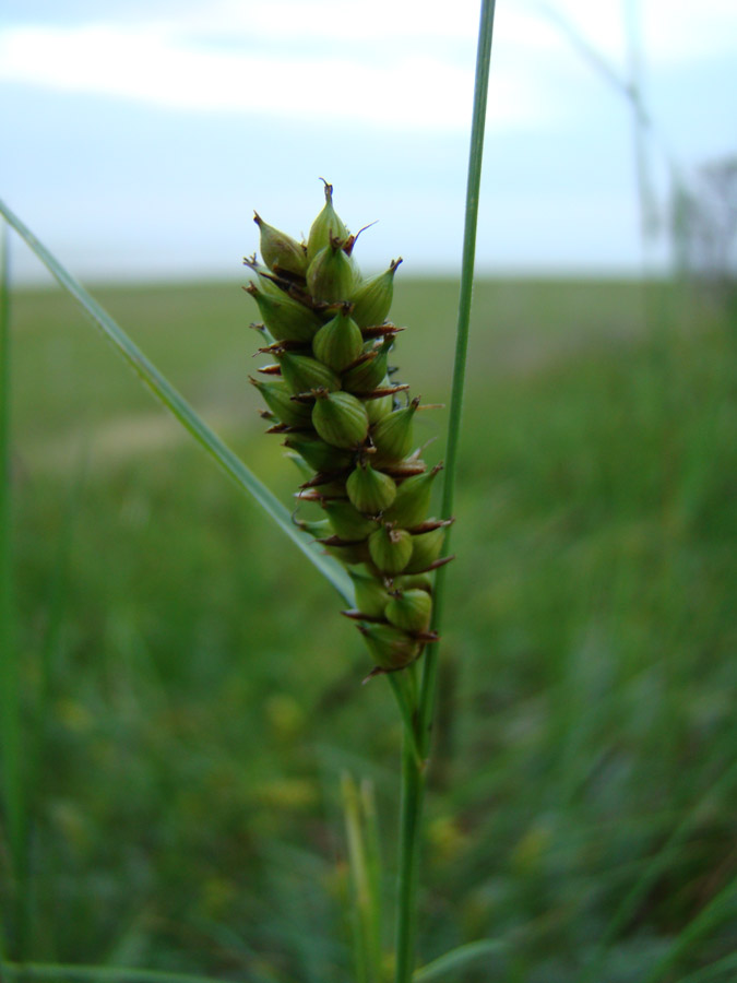 Изображение особи Carex melanostachya.