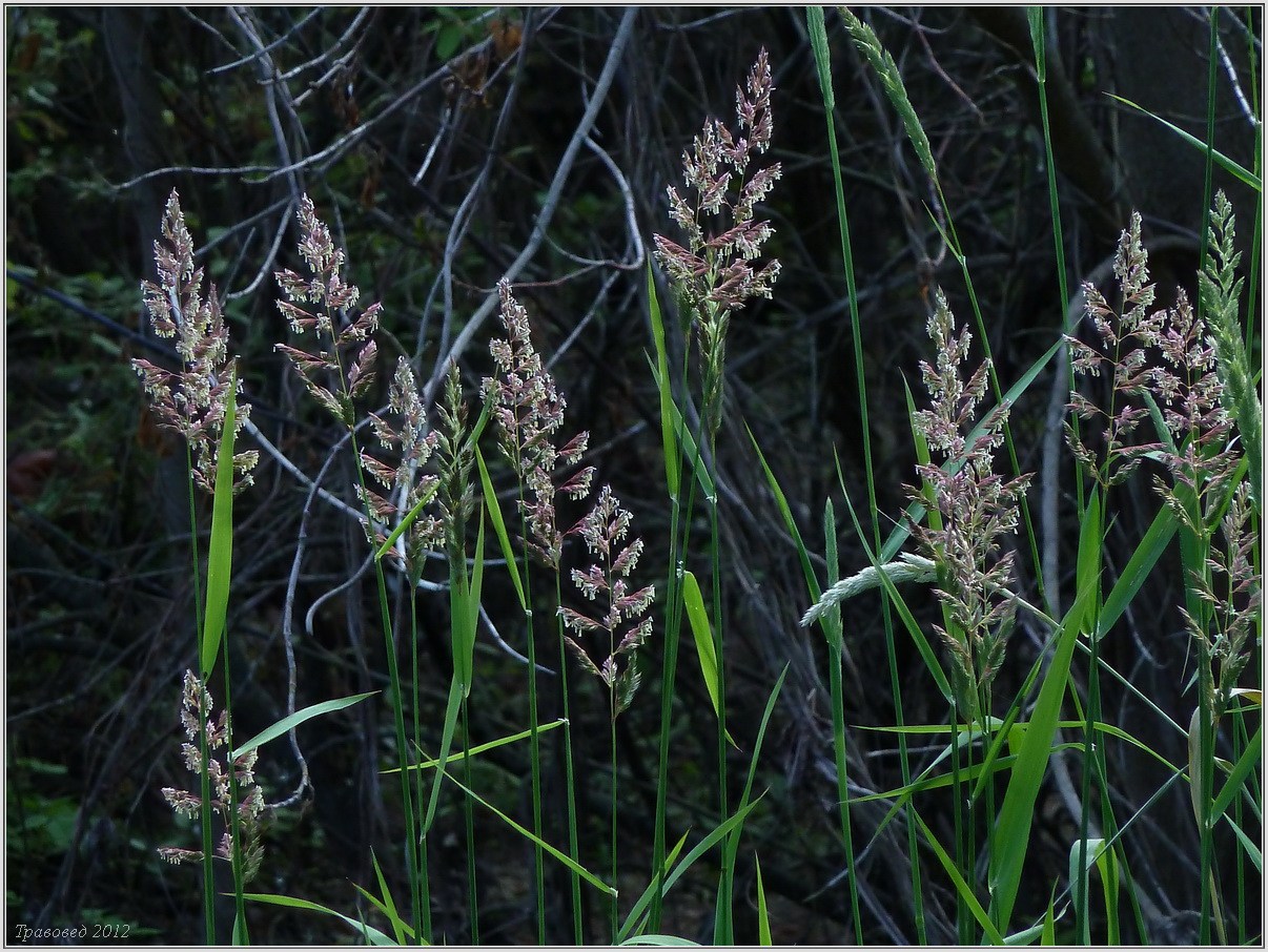 Image of Phalaroides arundinacea specimen.