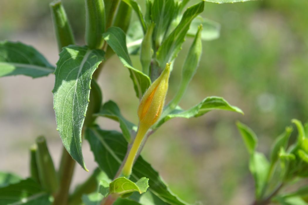 Изображение особи Oenothera depressa.