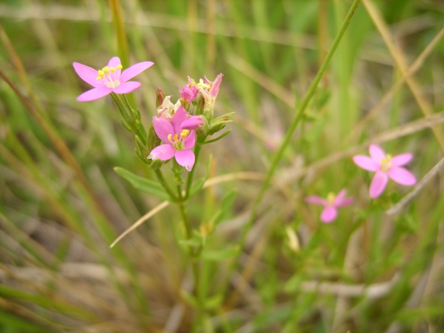 Image of Centaurium uliginosum specimen.