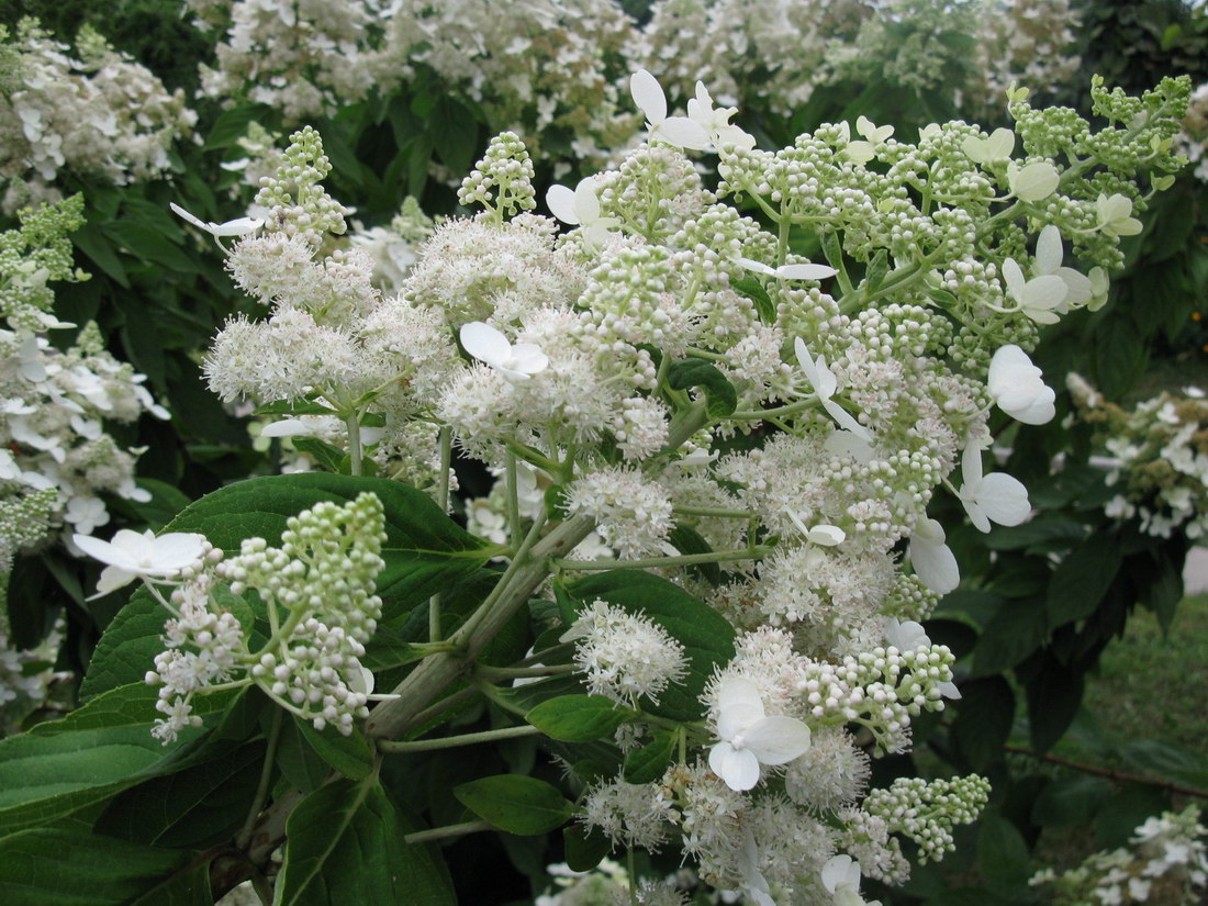 Image of Hydrangea paniculata specimen.