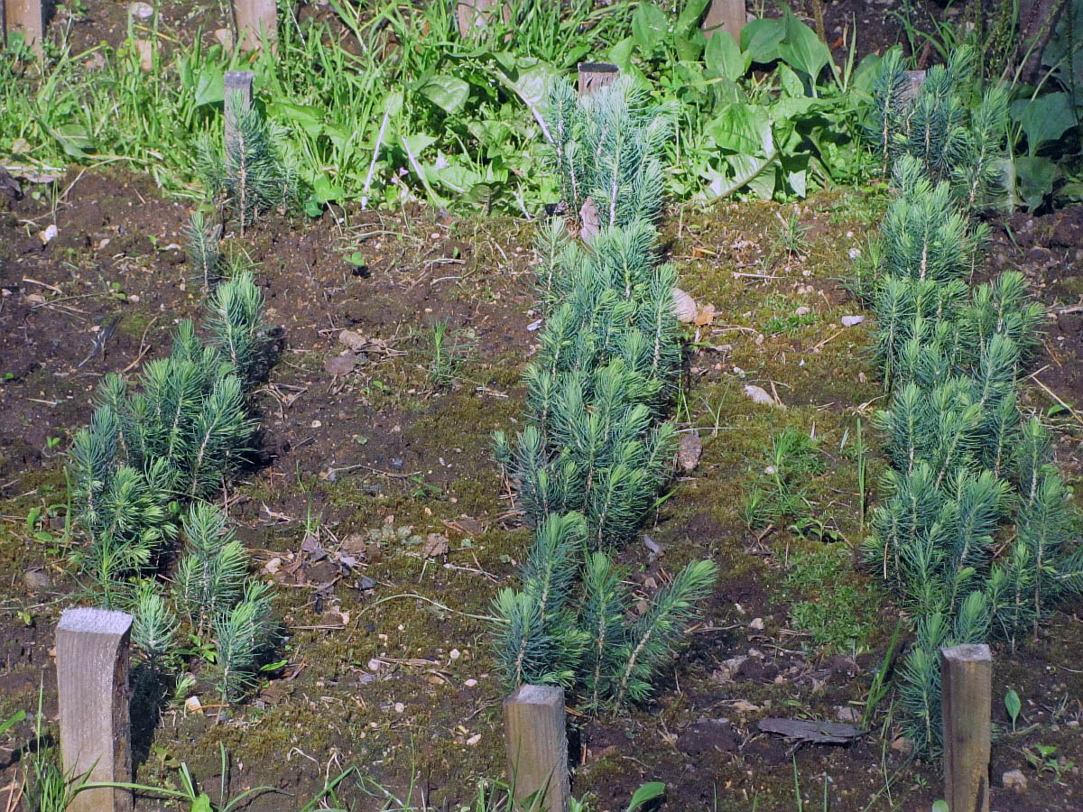 Image of Picea pungens f. glauca specimen.