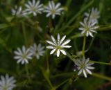 Stellaria graminea. Цветок. Московская обл., Раменский р-н, окр. ж.-д. платформы Хрипань, окраина поля. 13.06.2012.