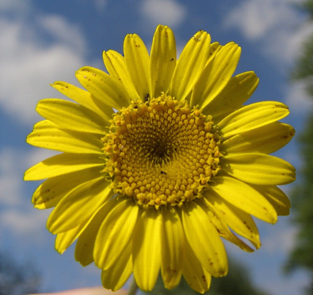 Image of Anthemis tinctoria specimen.