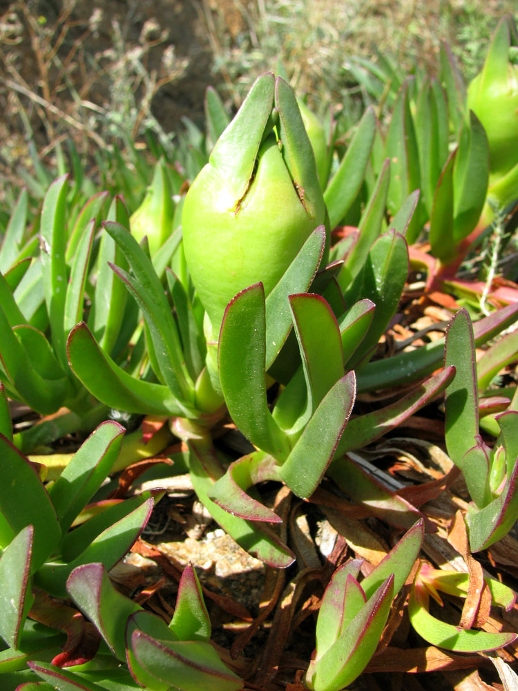 Image of Carpobrotus edulis specimen.