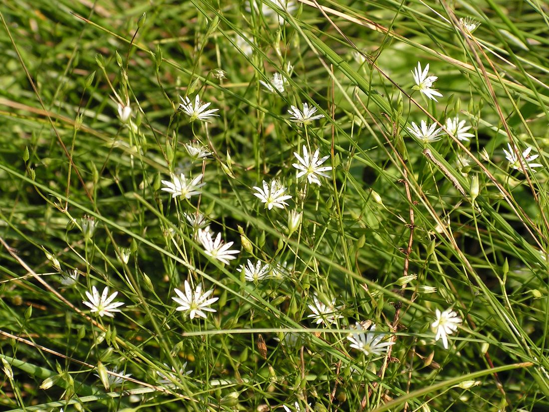 Image of Stellaria longifolia specimen.