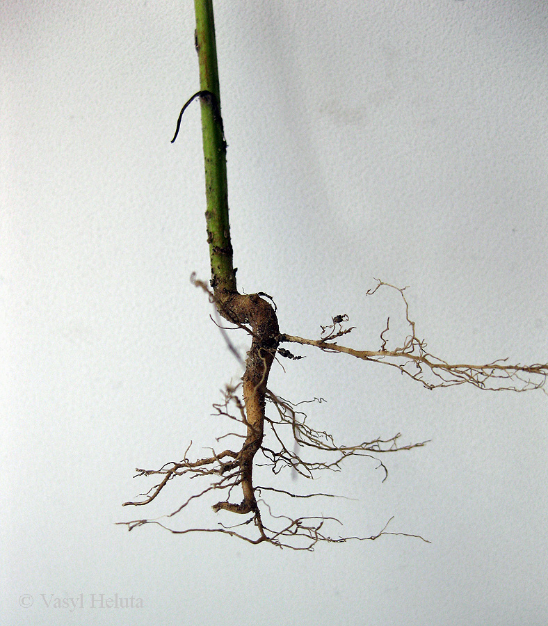 Image of Artemisia annua specimen.