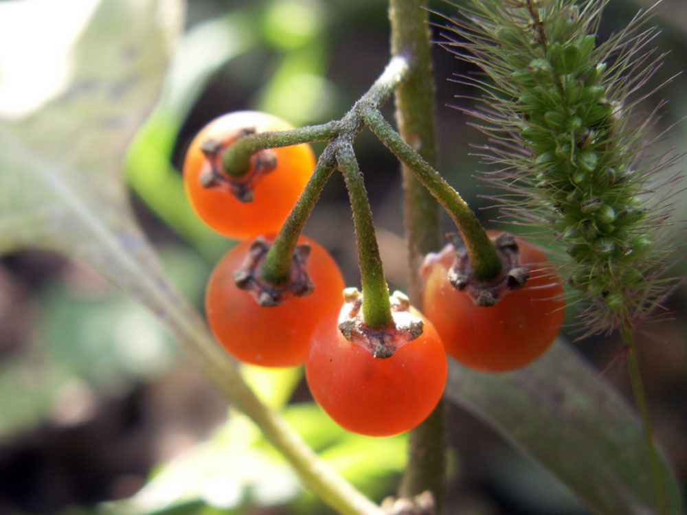 Изображение особи Solanum olgae.