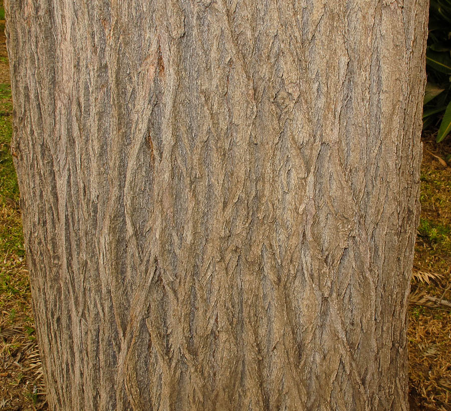 Image of Grevillea robusta specimen.