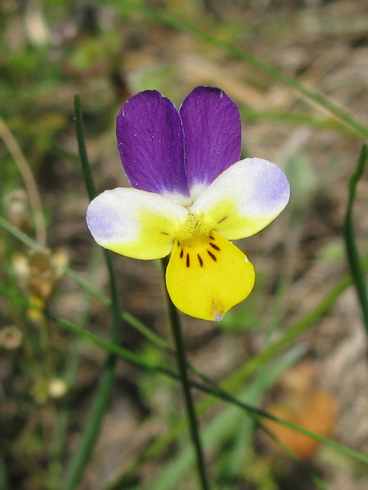 Image of Viola lavrenkoana specimen.