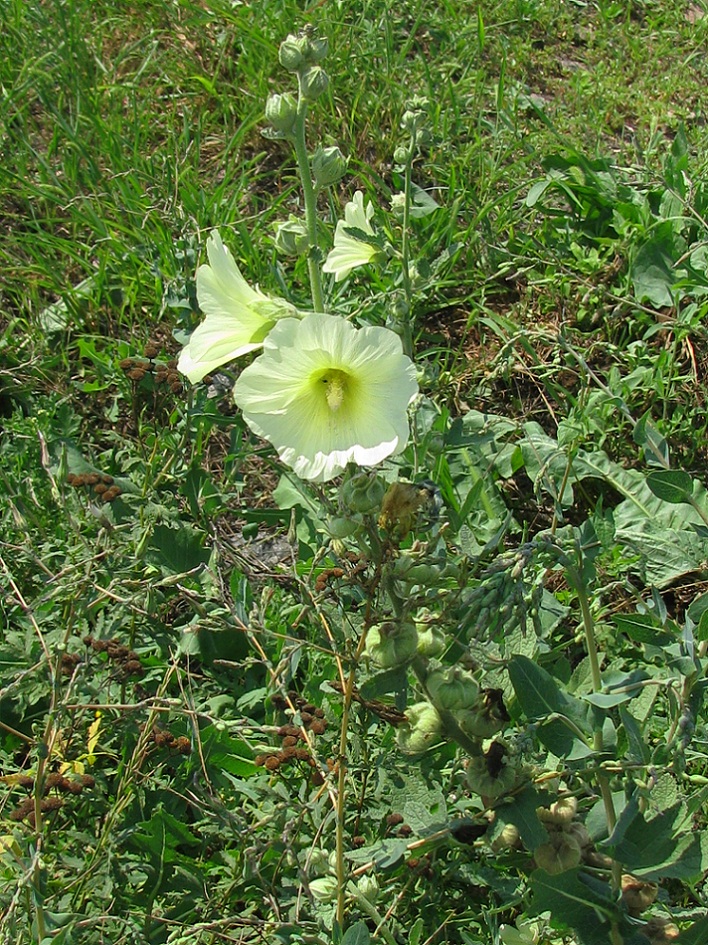 Изображение особи Alcea rugosa.