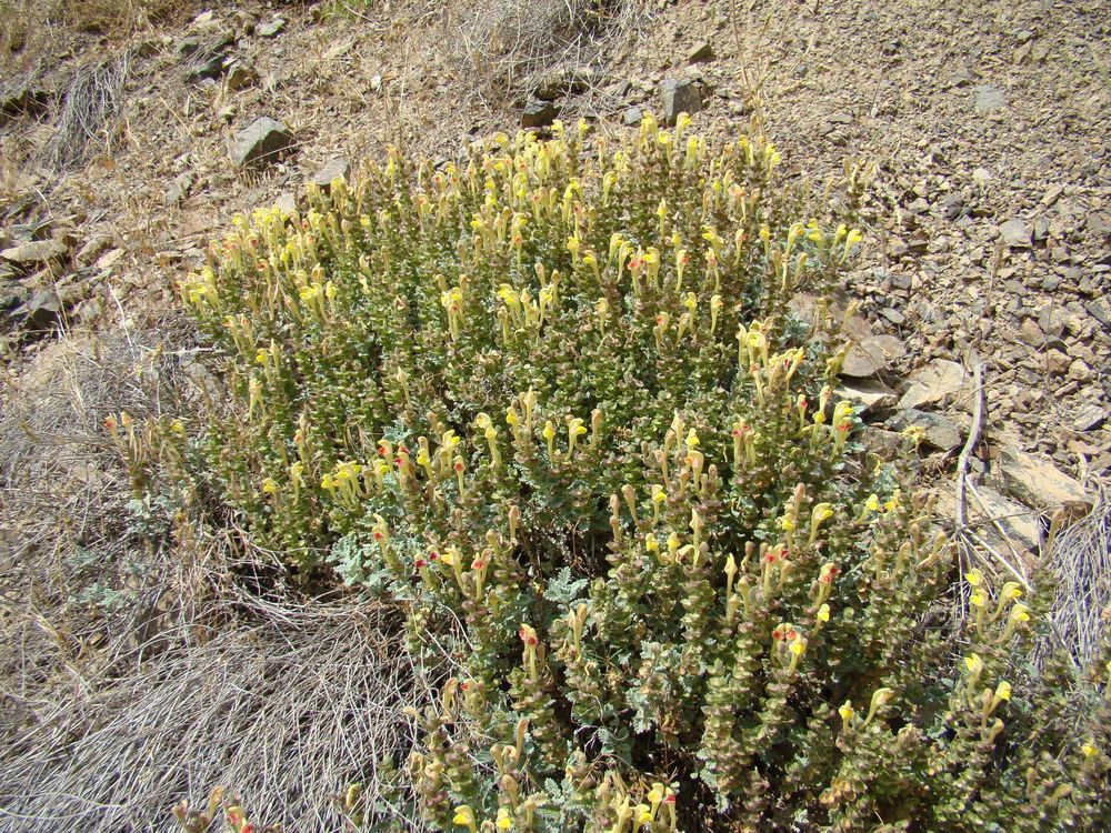 Image of Scutellaria pycnoclada specimen.