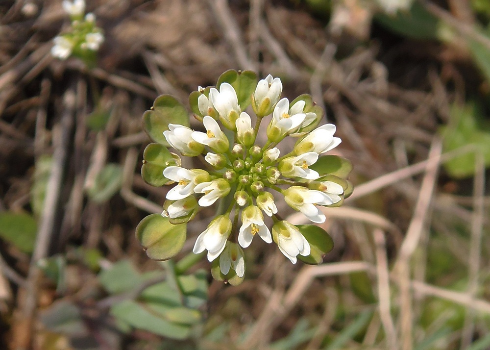 Image of Microthlaspi perfoliatum specimen.