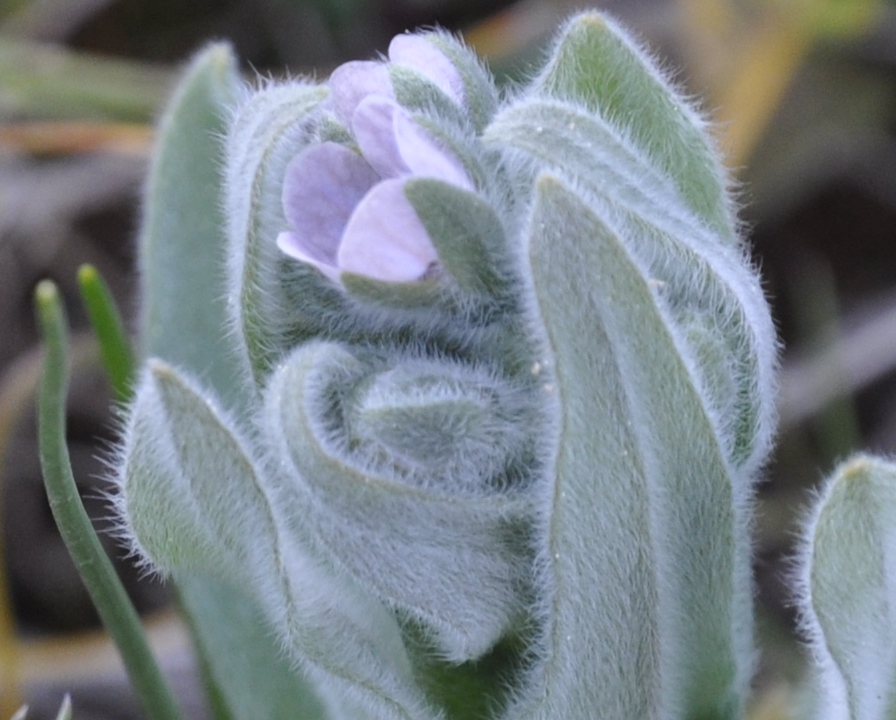 Изображение особи Cynoglossum creticum.