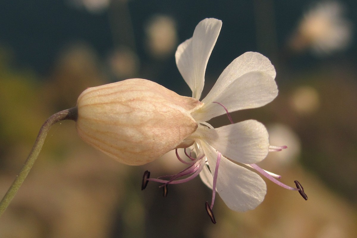 Изображение особи Oberna crispata.