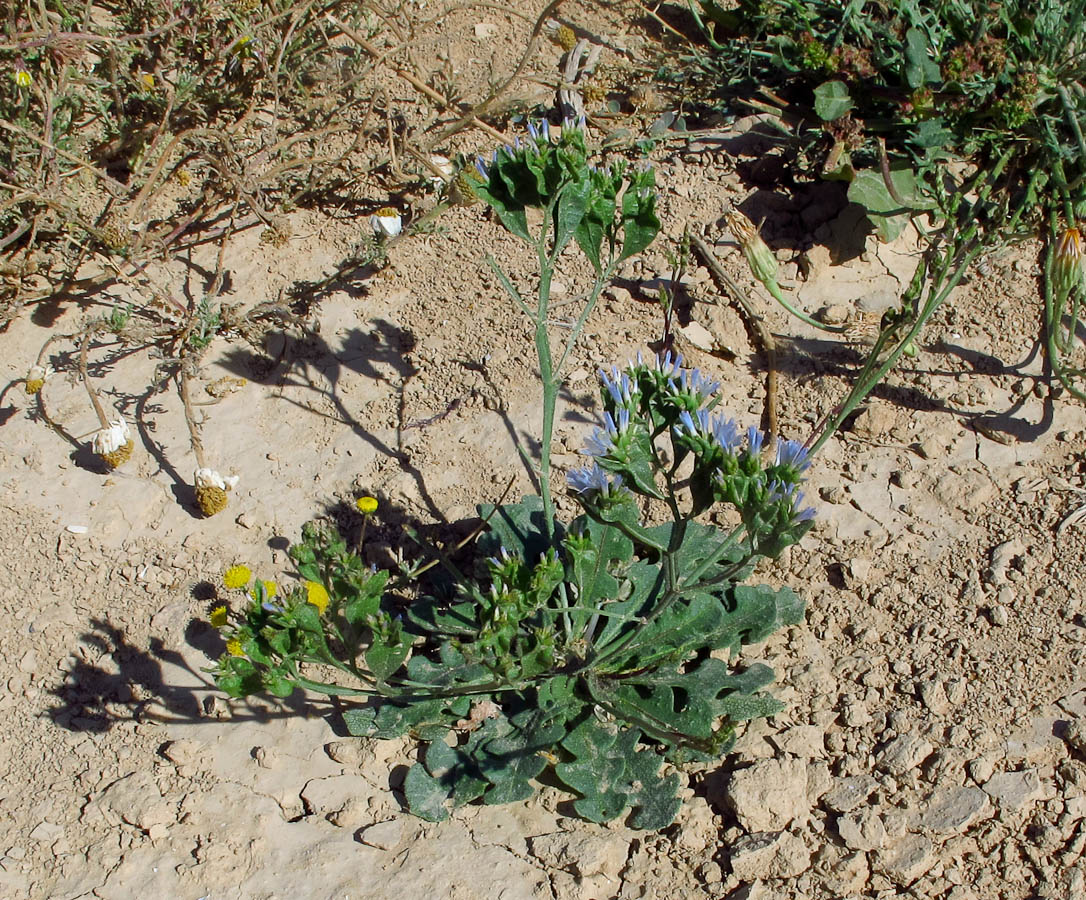 Изображение особи Limonium lobatum.