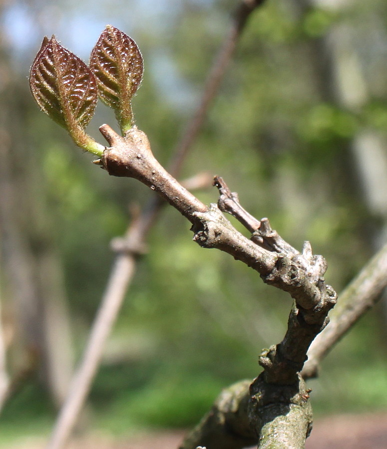 Image of Calycanthus chinensis specimen.