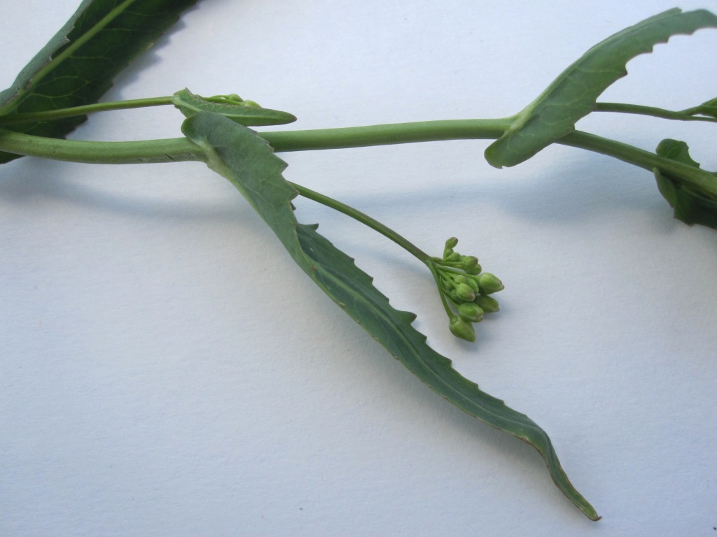 Image of Armoracia sisymbrioides specimen.